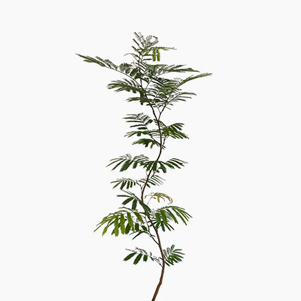 Pithecellobium Confertum (Everfresh Tree) Japan (L)