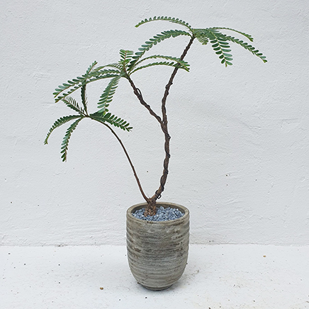 Phyllanthus Urinaria in Cement Pot