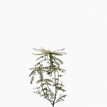 Phyllanthus Fairy