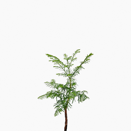 Taxus Chinensis, Dawn Redwood