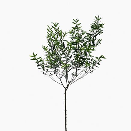 Olive Tree