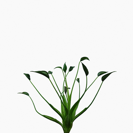 Alocasia Tiny Dancer