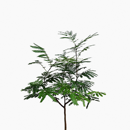 Pithecellobium Confertum (Everfresh Tree) Japan (M)