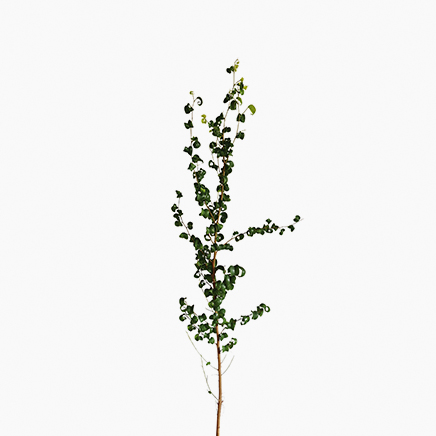 Ficus Benjamina Barok (S)