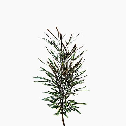 Variegated Schefflera Elegantissima