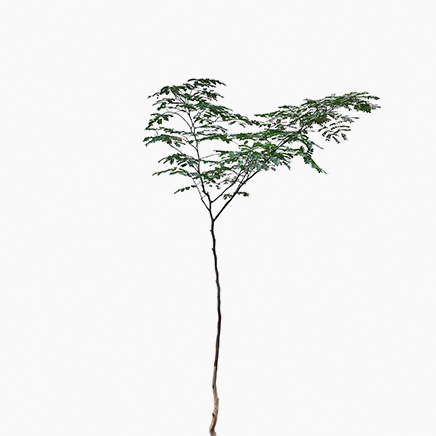 Rain Tree (XL)