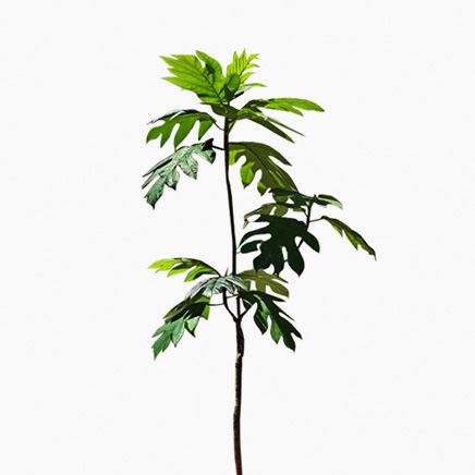 Bread Fruit Tree (XL)