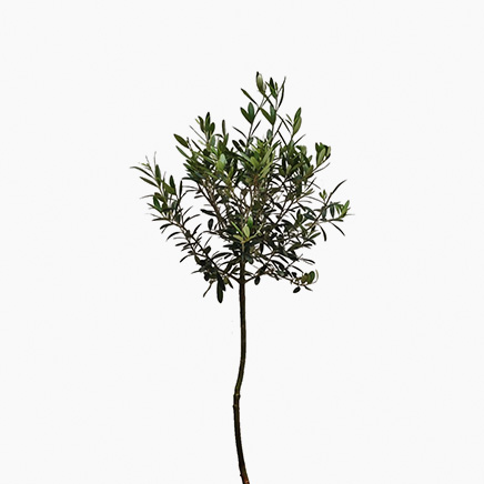 Olive Tree (M)