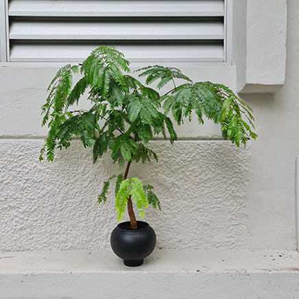 Everfresh Tree in POD III