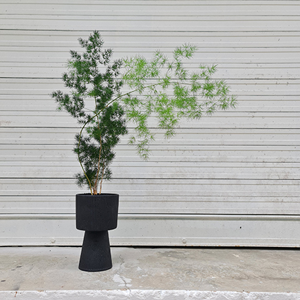 Pom Pom Asparagus in Pearlyn Black