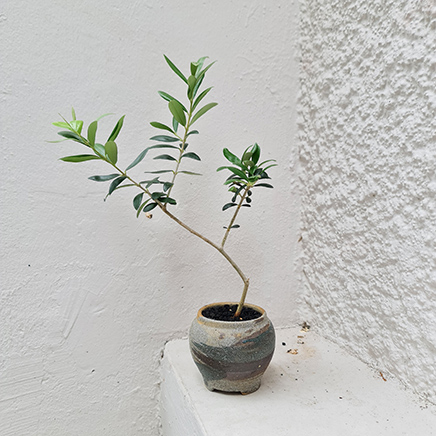 Olive Tree in Dusk Short
