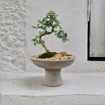 Feroniella Bonsai in Urth&Phire