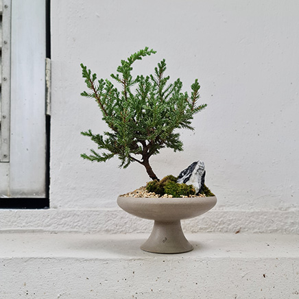 Sleep Pine in Urth&Phire