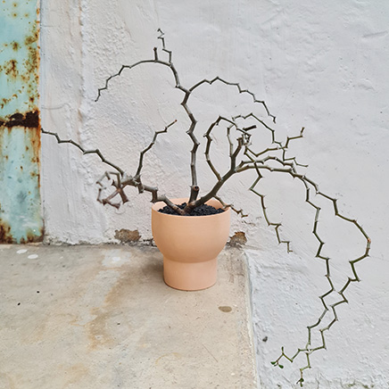 Decarya Madagascariensis in Beigh Terracotta
