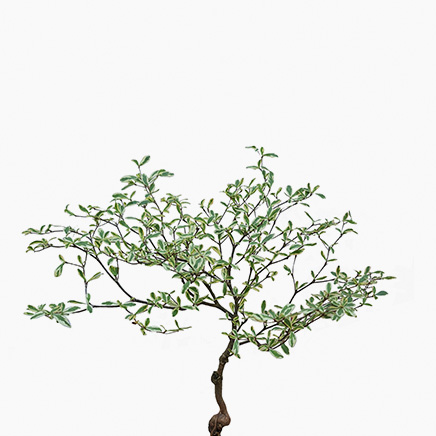 Variegated Bucida