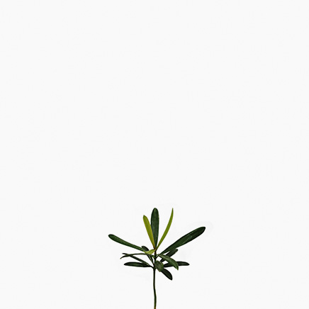 Podocarpus (XS)