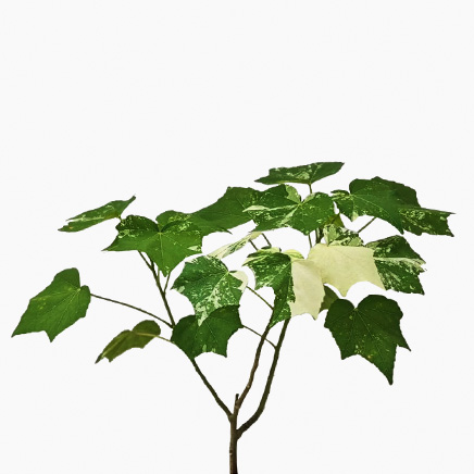 Variegated Sea Hibiscus