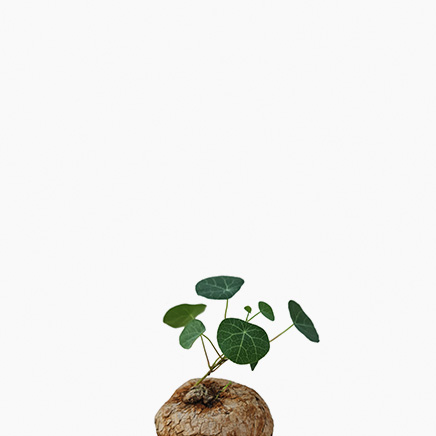 Stephania Cepharantha Hayata