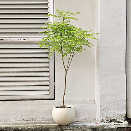 Thai Maple Tree in Speckle Round