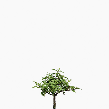 Wrightia