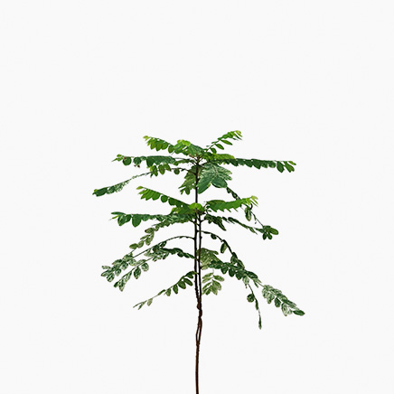 Variegated Phyllanthus Pulcher