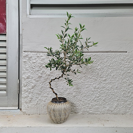Olive Tree (curve) in Ida III