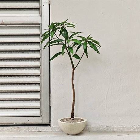 Mango Tree in Speckle Bo Beigh