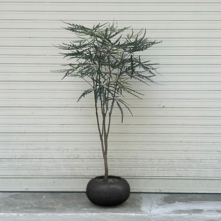 Schefflera Elegantissima in Donnan Black