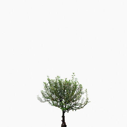 Phyllodium