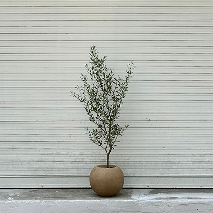 Olive in Round Brown pot
