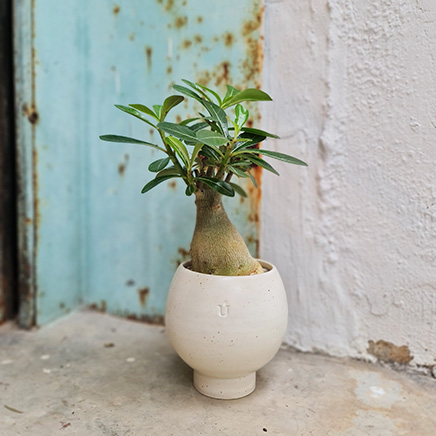 Adenium Dessert Rose in Plunt x Urth&Phire Whyte