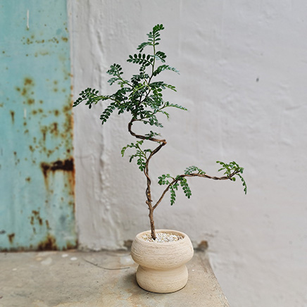 Pistacia Bonsai in Shroom Short