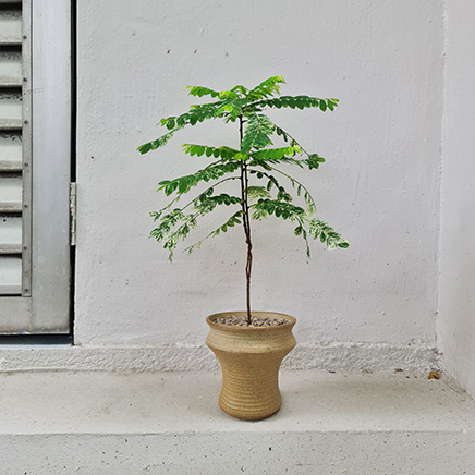 Variegated Phyllanthus Pulcher in Taiyou