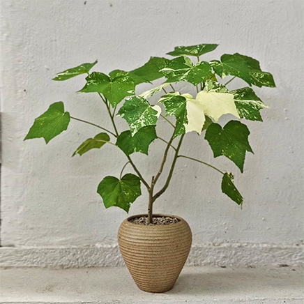 Variegated Sea Hibiscus in Ohana