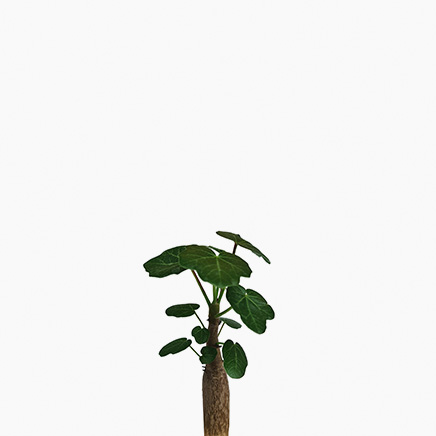 Jatropha Conzattii