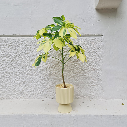 Variegated Schefflera in Julian