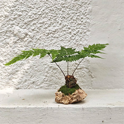 Eagle Fern on Rock