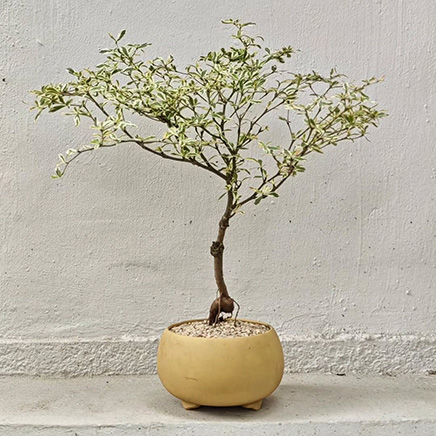 Variegated Bucida in Bron Yellow