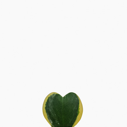 Hoya Kerrii Variegated (Single Leaf)
