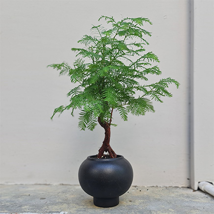 Dawn Redwood in POD III