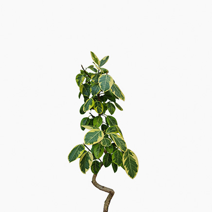 Ficus Altissima (XL)