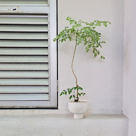 Variegated China Doll in Perrin White
