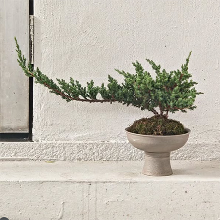 Sleep Pine in Urth&Phire