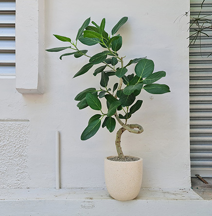Ficus Audrey in Beck