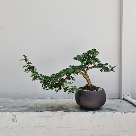 Feroniella Bonsai in Bron Brown