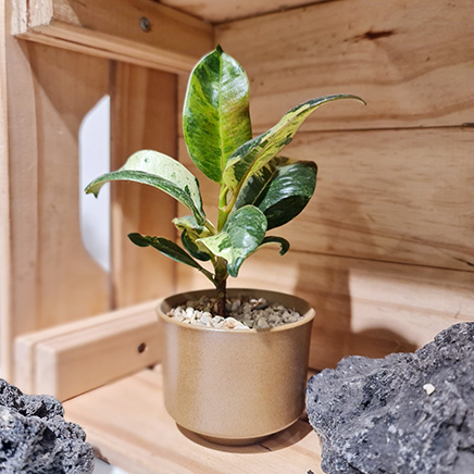 Ficus Shivereana in mini pot