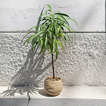 Variegated Ficus Alii in Olea