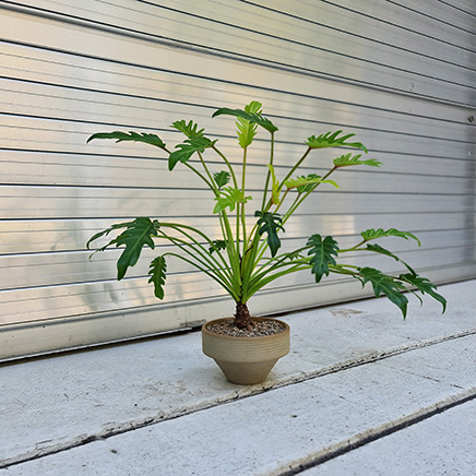 Philodendron Selloum in Yoichi