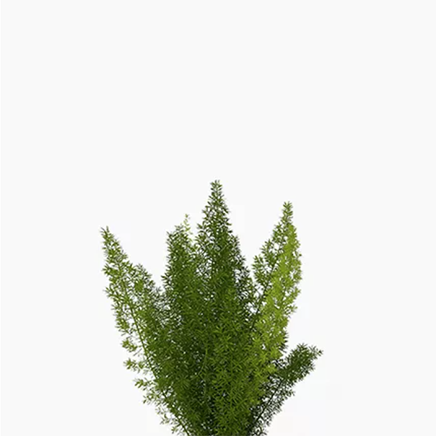Foxtail Fern (L)