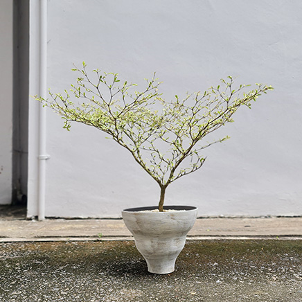 Variegated Bucida in Titus II